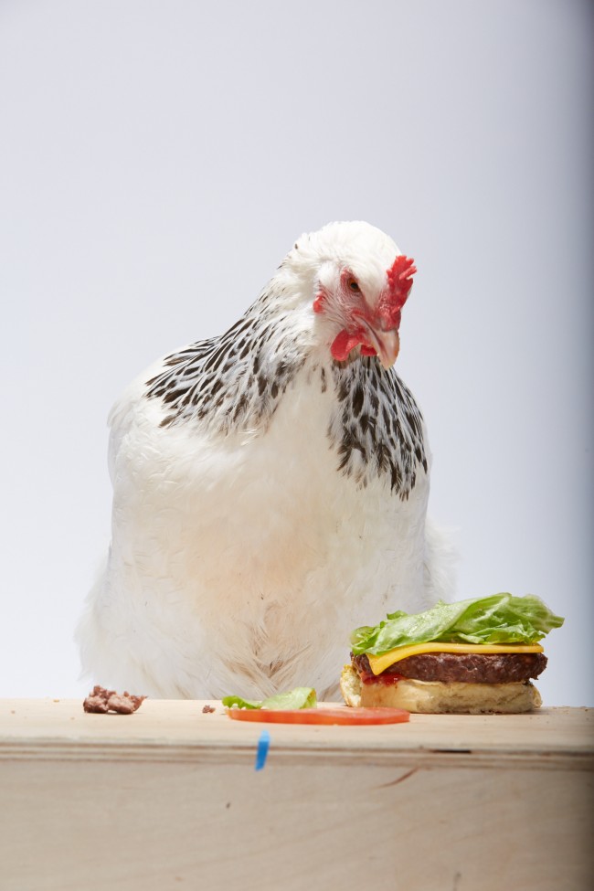 Adweek_Chicken_Burger_385