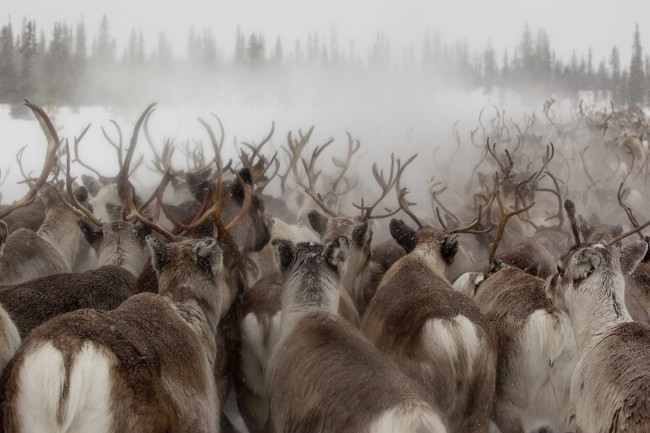 Returning to Sweden (my homeland), I spent 5 days traveling with migrating reindeer. It was very cold – but cathartic and utterly magical. In this image I was drawn to how the reindeer antlers resembled braches of the distant tree line.