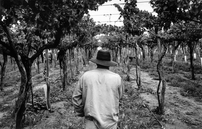 Portraits-Of-The-Harvest-Heffernan01