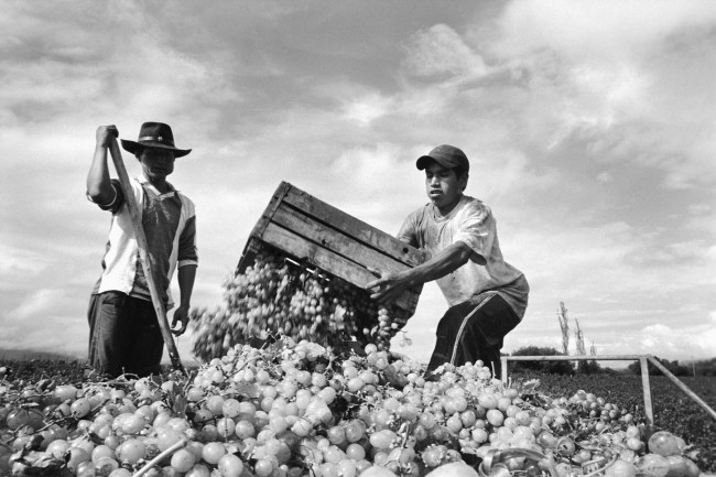 Portraits-Of-The-Harvest-Heffernan06