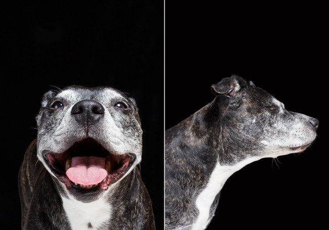 Old dogs photographed at Reciprocity Studio in Burlington by Vermont photographer Judd Lamphere