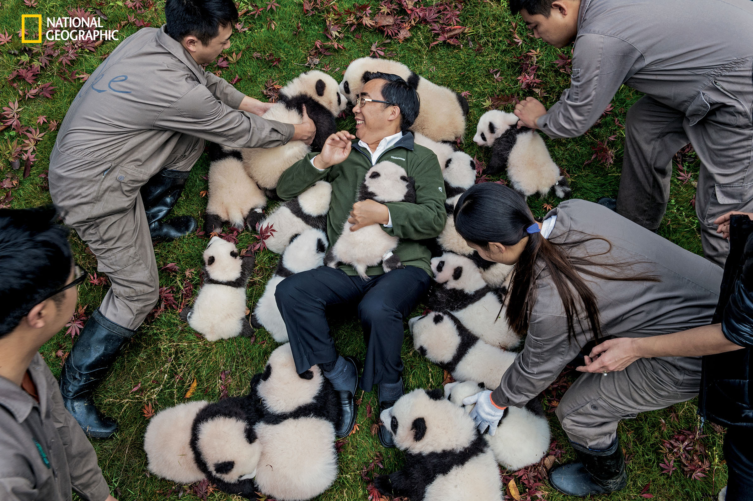 Необычные прикольные картинки. Панда и человек. Обниматель панд в Китае. Обнимальщик панд. Человек и много животных.